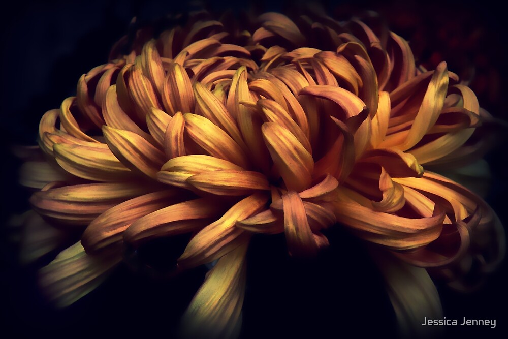 "Copper Chrysanthemum" by Jessica Jenney Redbubble