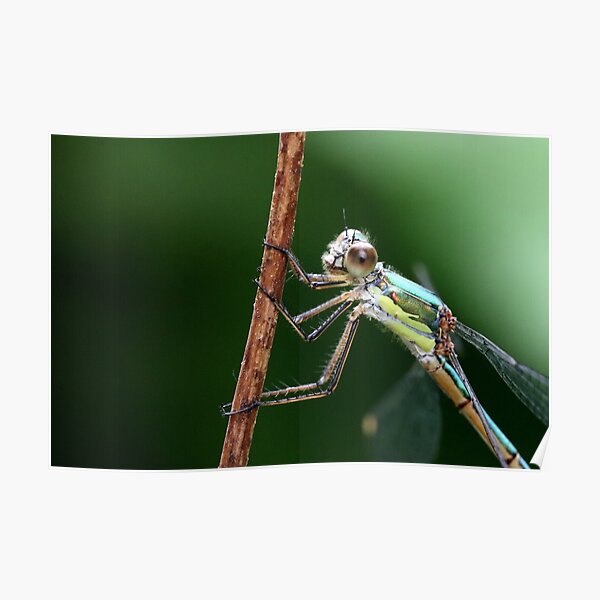 "Eyes Like Saucers" Poster by cuprum Redbubble