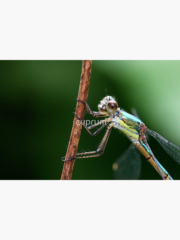 "Eyes Like Saucers" Sticker for Sale by cuprum Redbubble