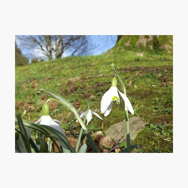 Item preview, Snowdrop again, Moorhaven designed and sold by MartinMorven.