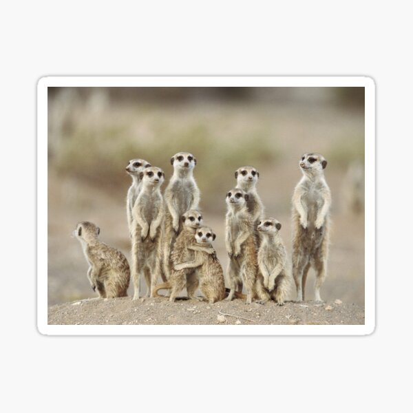 Item preview, Meerkat Family designed and sold by mugmylifedesign.