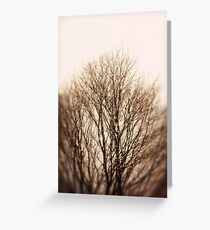Bare Trees Greeting Card