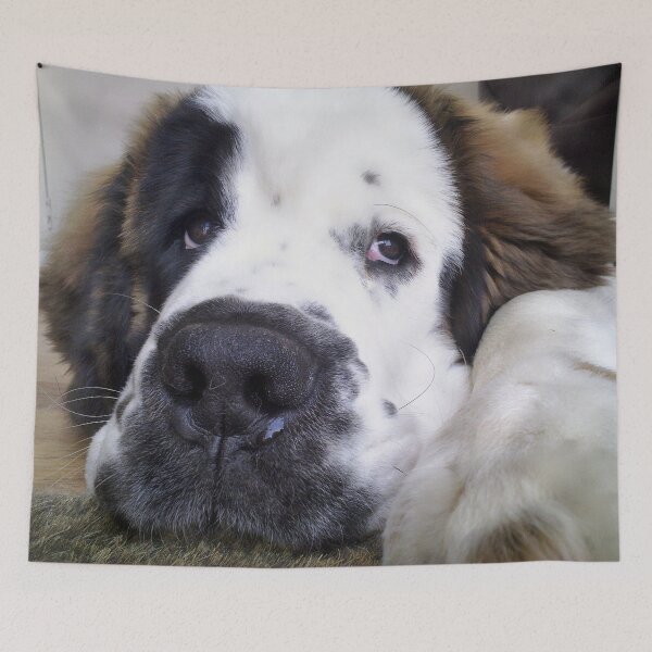 Item preview, Beautiful Saint Bernard puppy relaxing designed and sold by HaleyRedshaw.