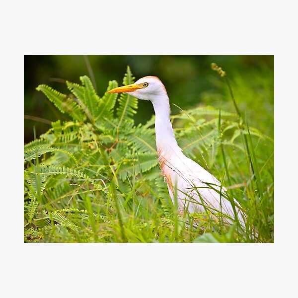 Artikelvorschau, An Egret entworfen und verkauft von Mikhail Lenitsyn.