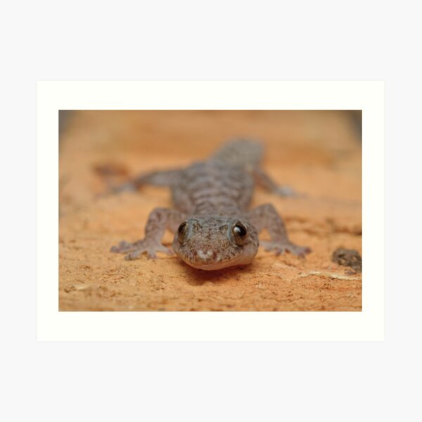 Lesueur's Velvet Gecko Art Print