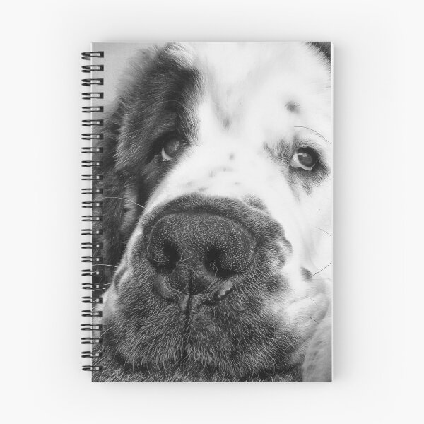 Item preview, Black and white Beautiful Saint Bernard puppy relaxing designed and sold by HaleyRedshaw.