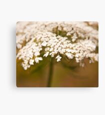 "Reminisence of an old lace bonnet" - an elder flower Canvas Print