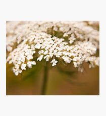 "Reminisence of an old lace bonnet" - an elder flower Photographic Print