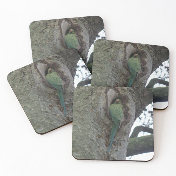 Item preview, Parakeet in a nest hole Photograph designed and sold by naturegallery.