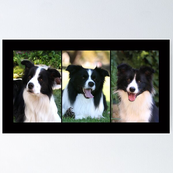 Item preview, Border Collies designed and sold by Globalphotos.