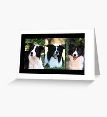 Border Collies Greeting Card