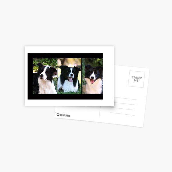 Item preview, Border Collies designed and sold by Globalphotos.