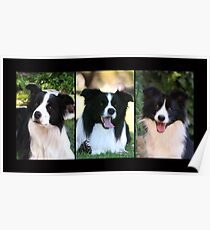 Border Collies Poster