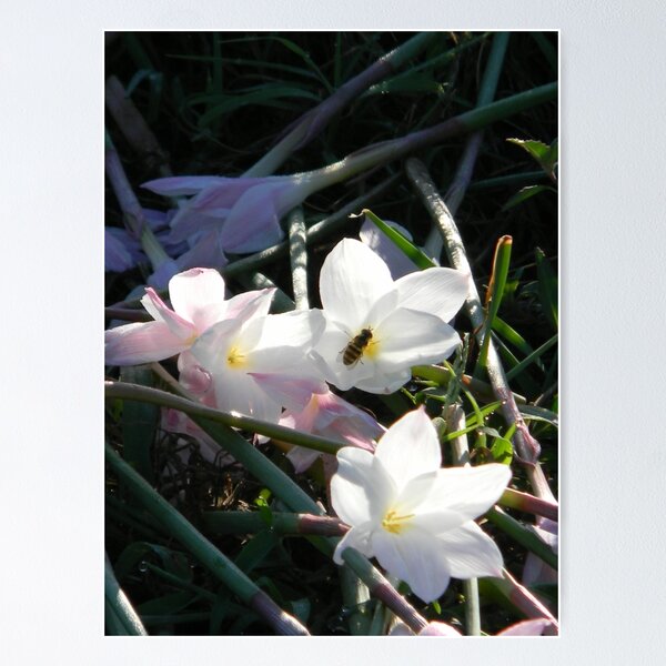 Item preview, Broken Flowers, Vandalism designed and sold by Navigator.