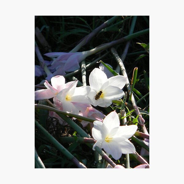 Item preview, Broken Flowers, Vandalism designed and sold by Navigator.