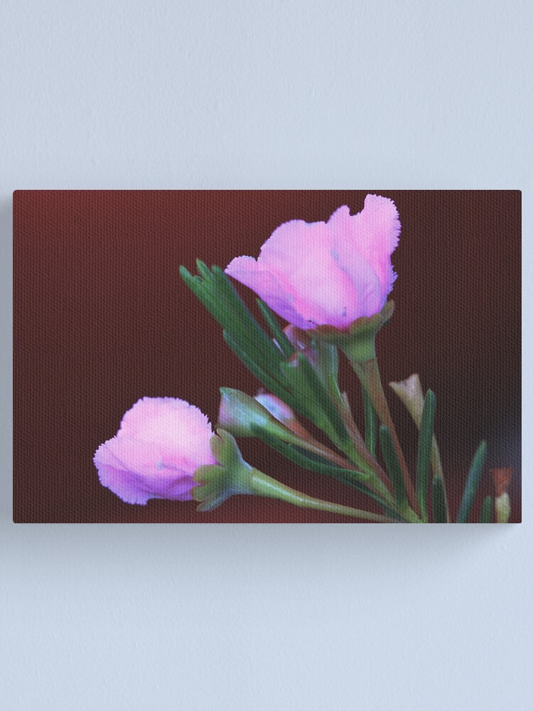 Alternate view of Pileanthus bellus Canvas Print