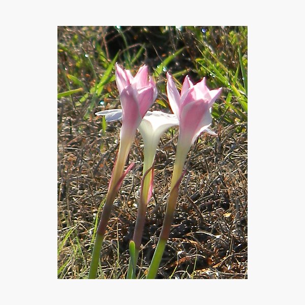 Item preview, Old and New, Rain Lilies designed and sold by Navigator.