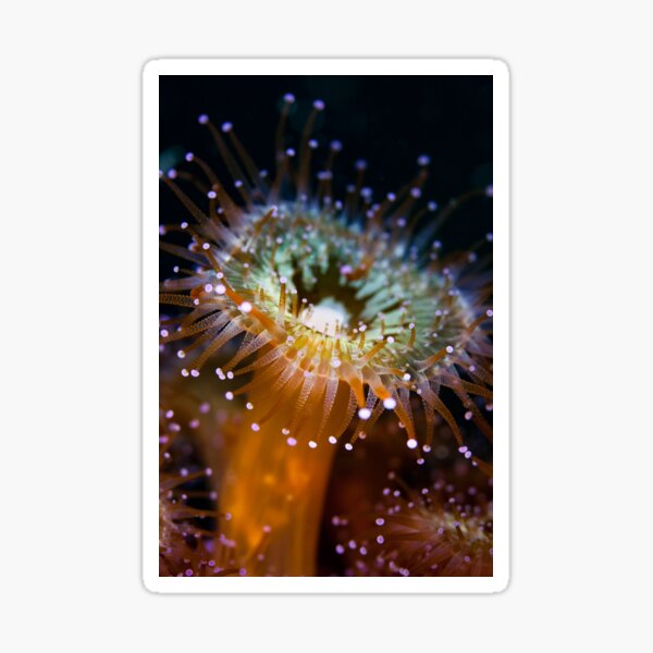 Heavenly anemone Sticker