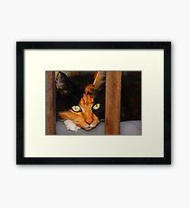 The Afghan Cat. Framed Print