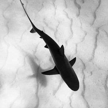 Artwork thumbnail, Shark in silhouette by Inspired To Dive