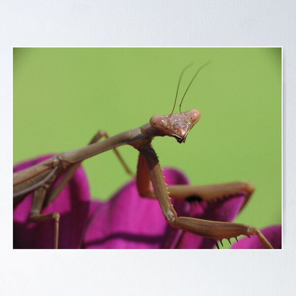 Item preview, Praying Mantis! designed and sold by KiriLees.