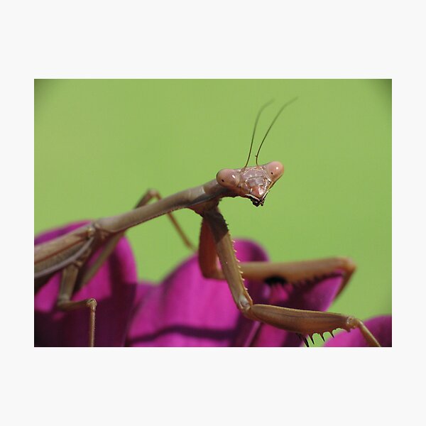 Artikelvorschau, Praying Mantis! entworfen und verkauft von KiriLees.