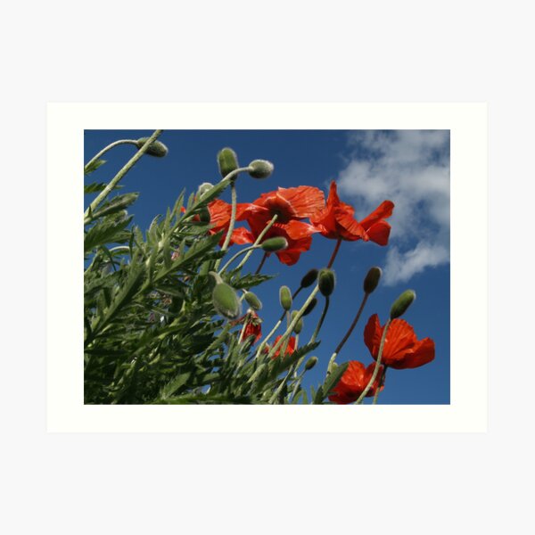 Red Poppies from Below - Quakertown Art Print