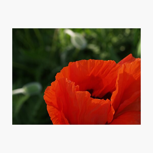 Aperçu de l'œuvre Red Poppy Macro - Quakertown, PA créée et vendue par Anna Lisa Yoder.