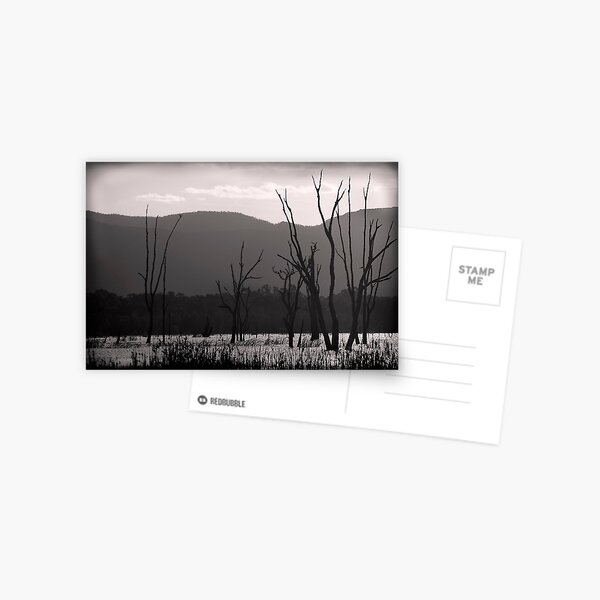 Dead Trees Postcard