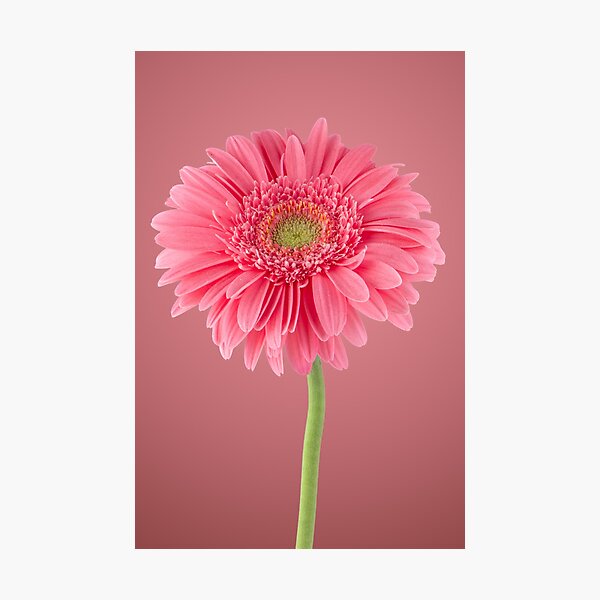 Item preview, Pink gerbera daisy flower designed and sold by homydesign.