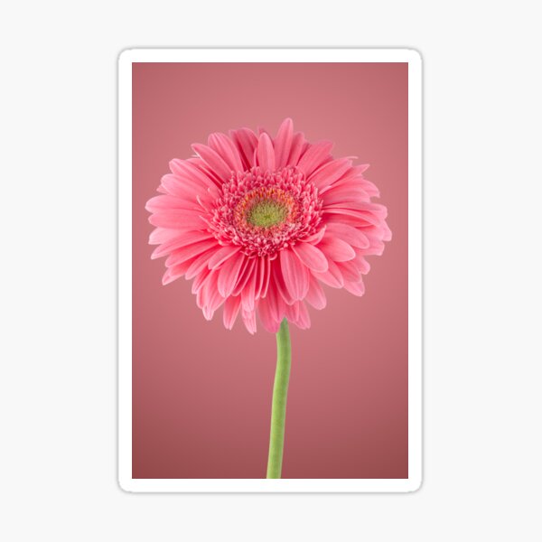 Item preview, Pink gerbera daisy flower designed and sold by homydesign.
