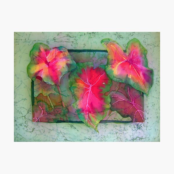 Caladiums 4 Photographic Print