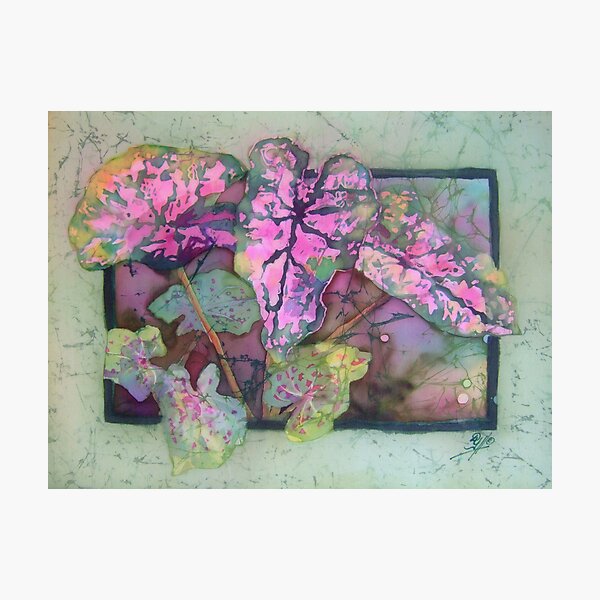 Caladiums 5 Photographic Print
