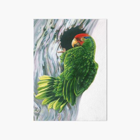 Red Crowned Parrot Art Board Print