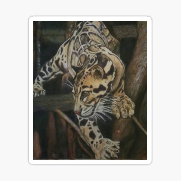 Focused - Clouded Leopard Sticker