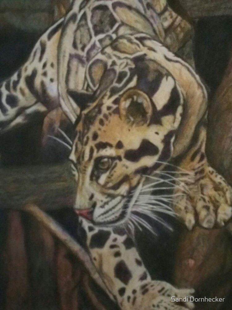 Focused - Clouded Leopard by SandiDornhecker