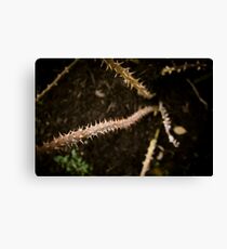 River Of Thorns Canvas Print