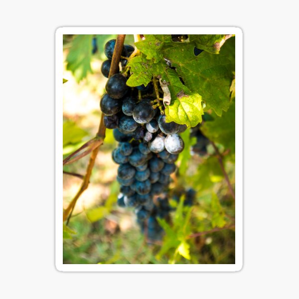 Item preview, Grapes on the Vine designed and sold by Rae Tucker Photography & Designs.