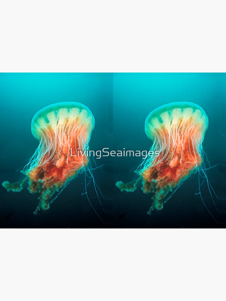 Egg Yolk Jelly, 1999 by LivingSeaimages