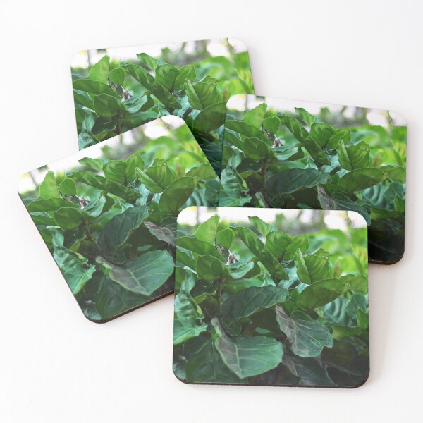 Item preview, Our Fiddle-leaf fig Plant designed and sold by Asiantiger247.