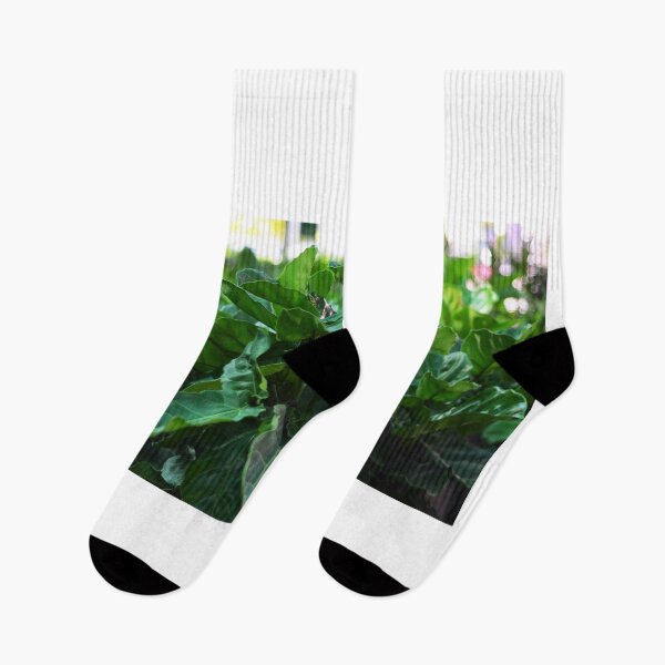 Item preview, Our Fiddle-leaf fig Plant designed and sold by Asiantiger247.