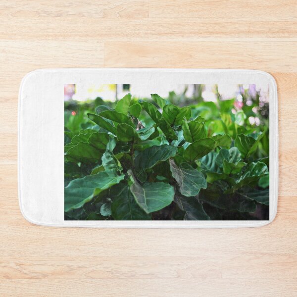 Item preview, Our Fiddle-leaf fig Plant designed and sold by Asiantiger247.