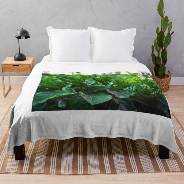 Item preview, Our Fiddle-leaf fig Plant designed and sold by Asiantiger247.