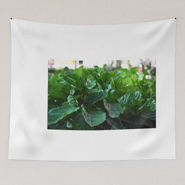 Item preview, Our Fiddle-leaf fig Plant designed and sold by Asiantiger247.