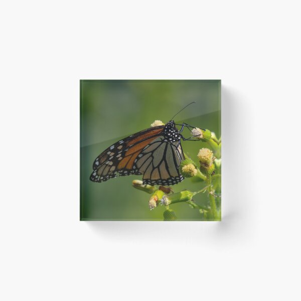 Item preview, Monarch designed and sold by suburbanwilds.
