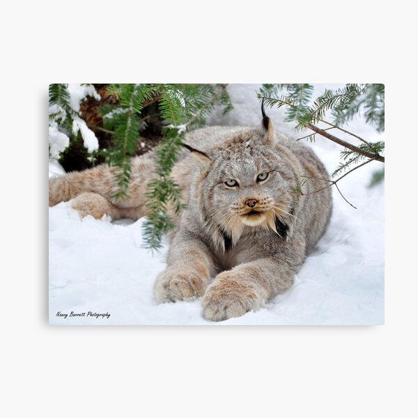 Canada Lynx Canvas Print