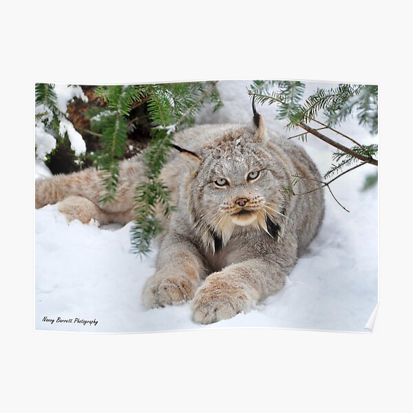 Canada Lynx Poster