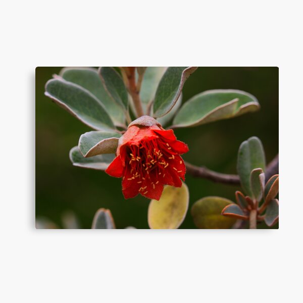 Item preview, Diplolaena grandiflora designed and sold by andrachne.