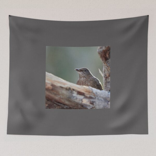 Item preview, Hide and seek. Eurasian blackbird designed and sold by Jouko Lehto Photography.