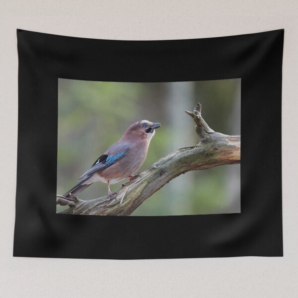 Item preview, Jaying. Eurasian jay designed and sold by Jouko Lehto Photography.